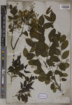 Kew Gardens K001125729:  s.coll. [Cat. no. 8509]