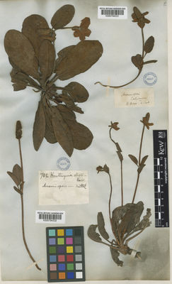 Kew Gardens K000794331:  Nuttall [s.n.] United States