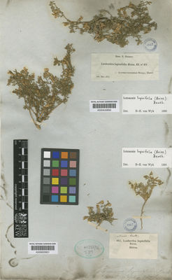 Kew Gardens K000633831:  s.coll. [865] Spain