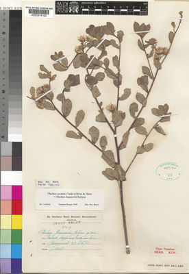 Kew Gardens K000274102:  Bequaert [5471] Congo, Democratic Republic of the