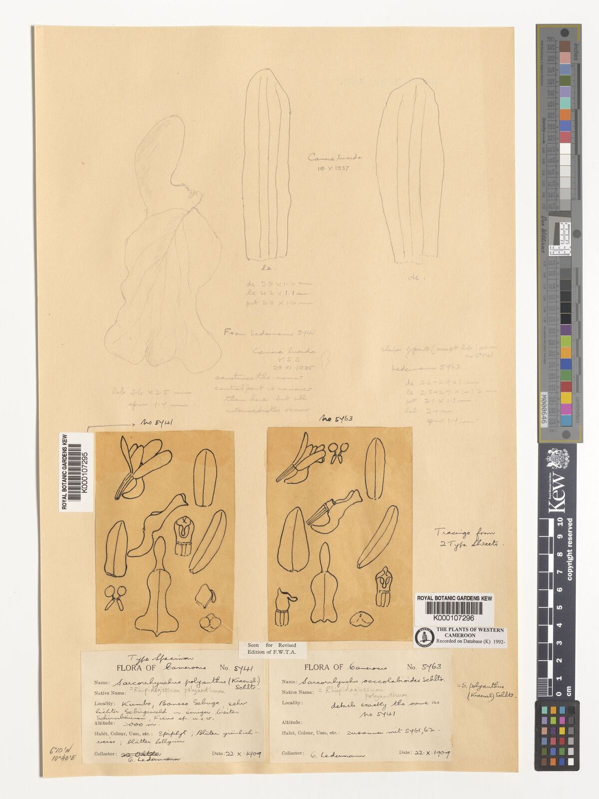 Kew Gardens K000107296:  Ledermann, C.L. [5763] Cameroon