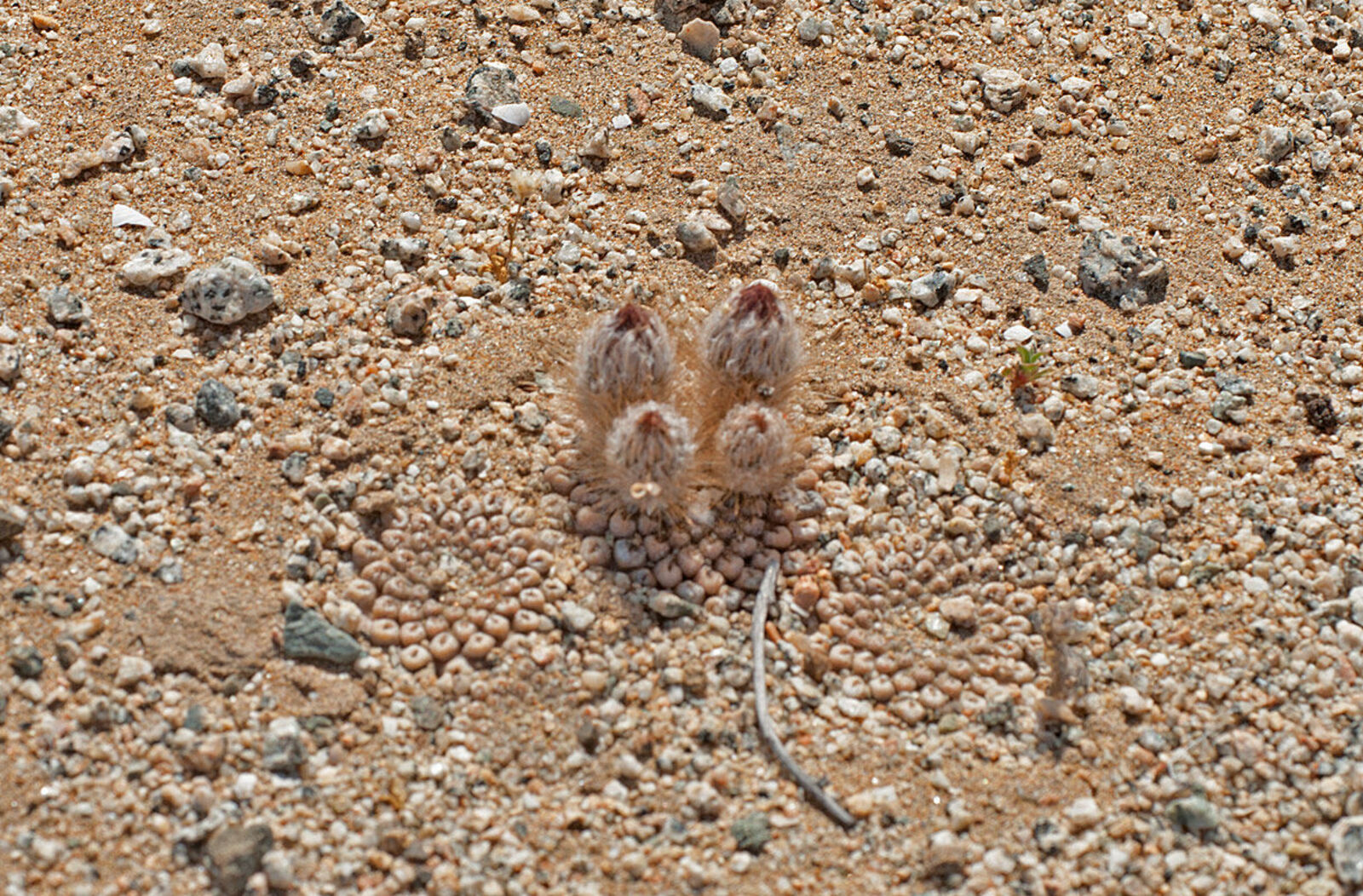 Eriosyce krausii kaynak görseli