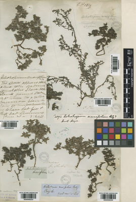 Kew Gardens K000998222:  Hooker, J.D. [2092]