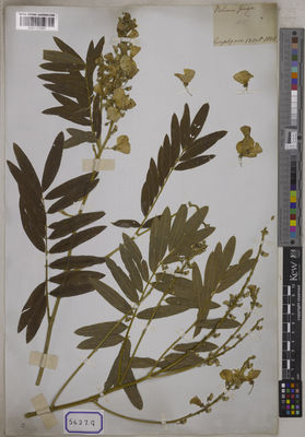 Kew Gardens K001121497:  s.coll. [Cat. no. 5627] Bangladesh