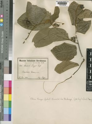 Kew Gardens K000198768:  Pogge [622] Congo, Democratic Republic of the