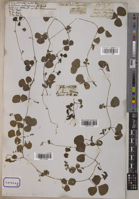 Kew Gardens K001121095:  s.coll. [Cat. no. 5494] India