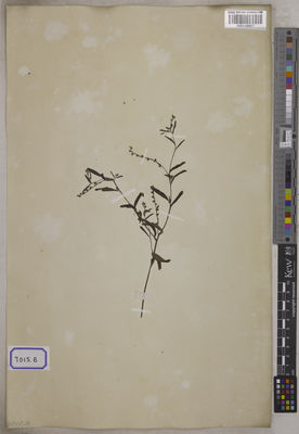 Kew Gardens K001126571:  s.coll. [Cat. no. 7015]