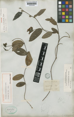 Kew Gardens K000530089:  Pohl [s.n.] Brazil