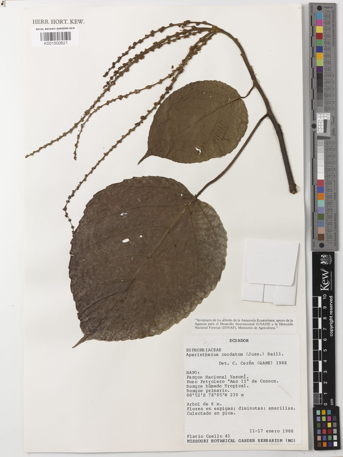 Aparisthmium cordatum (A.Juss.) Baill. | Colombian Plants made accessible