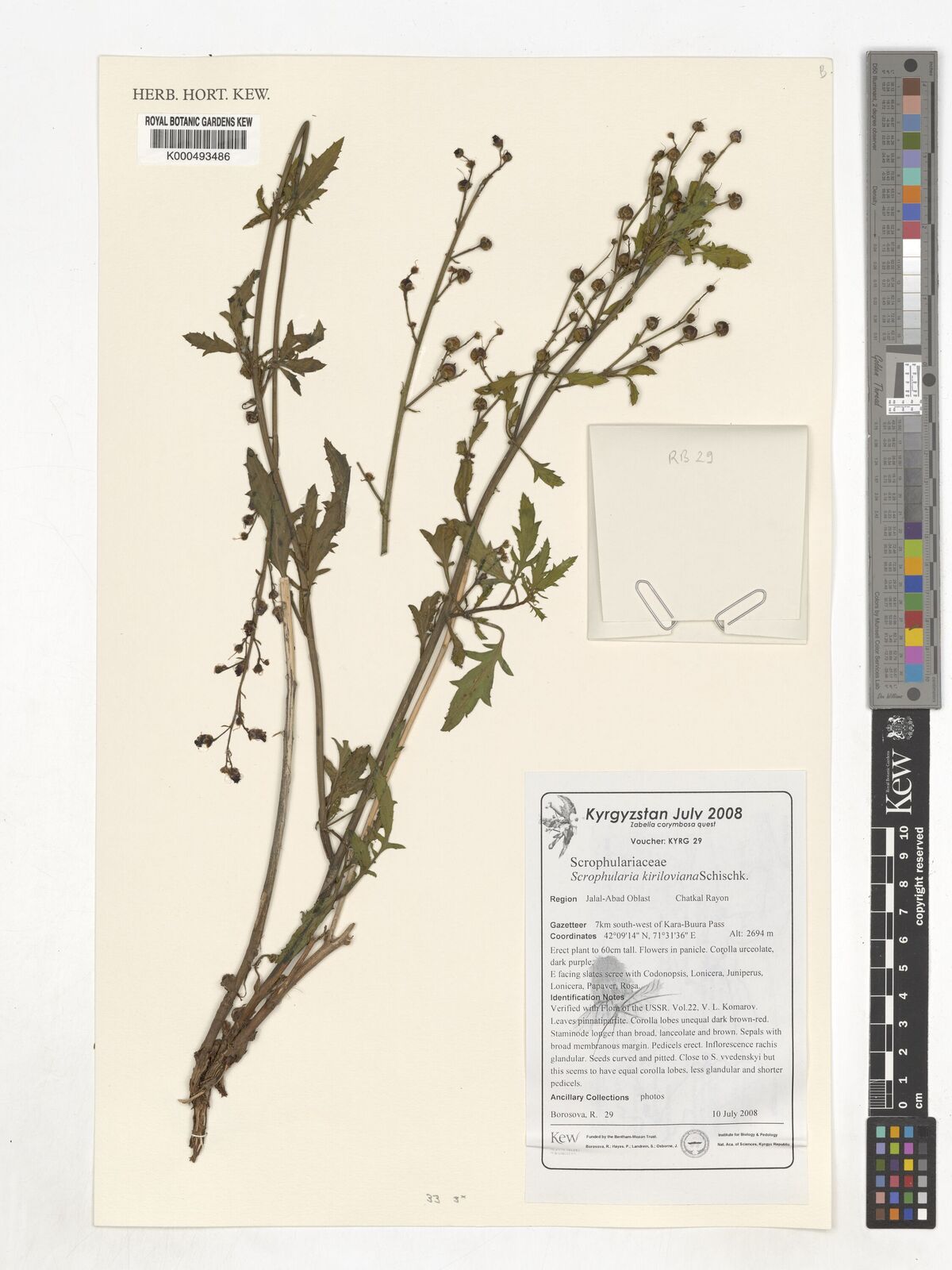 Scrophularia kiriloviana