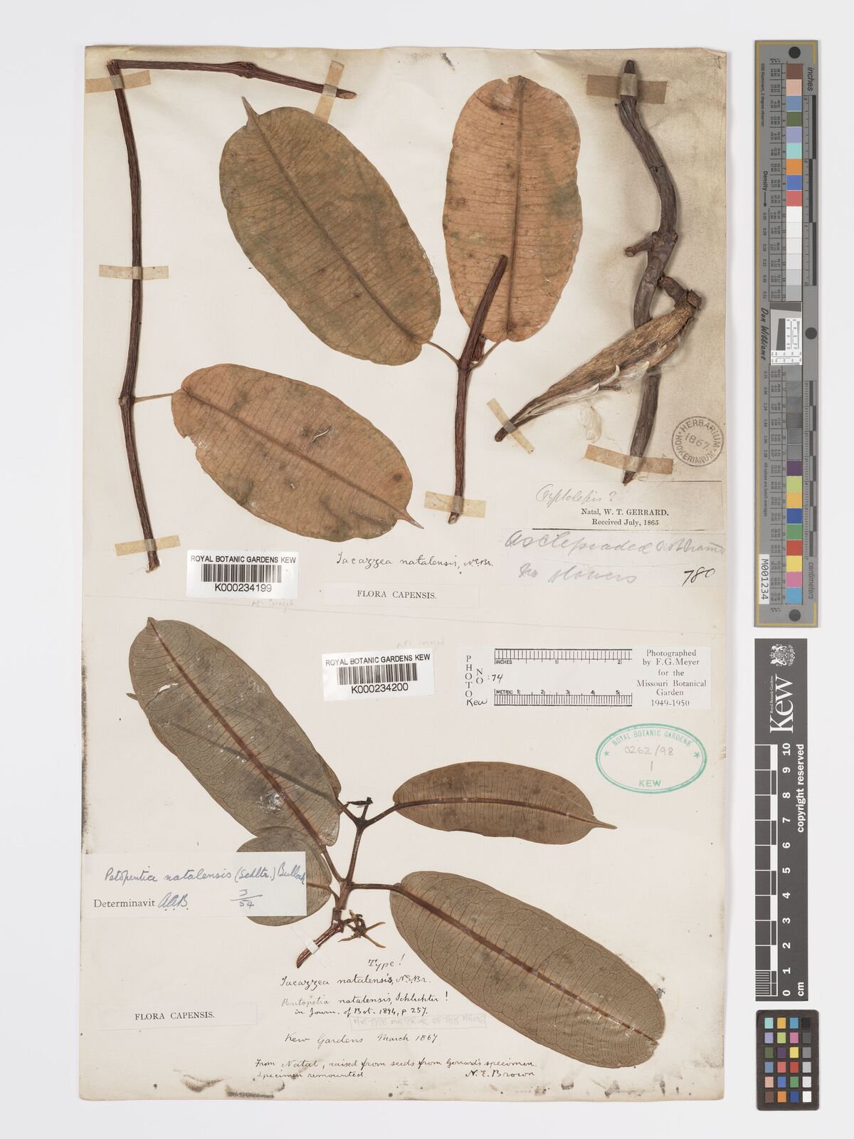 Kew Gardens K000234200:  s.coll. [s.n.]