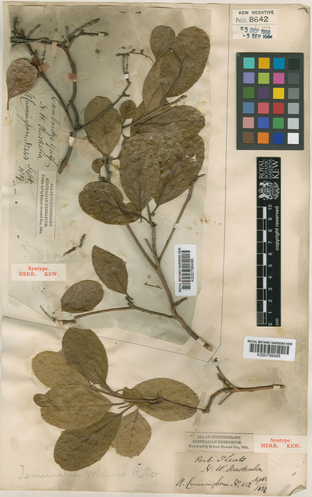 Terminalia oblongata subsp. volucris (R.Br. ex Benth.) Pedley | Plants ...