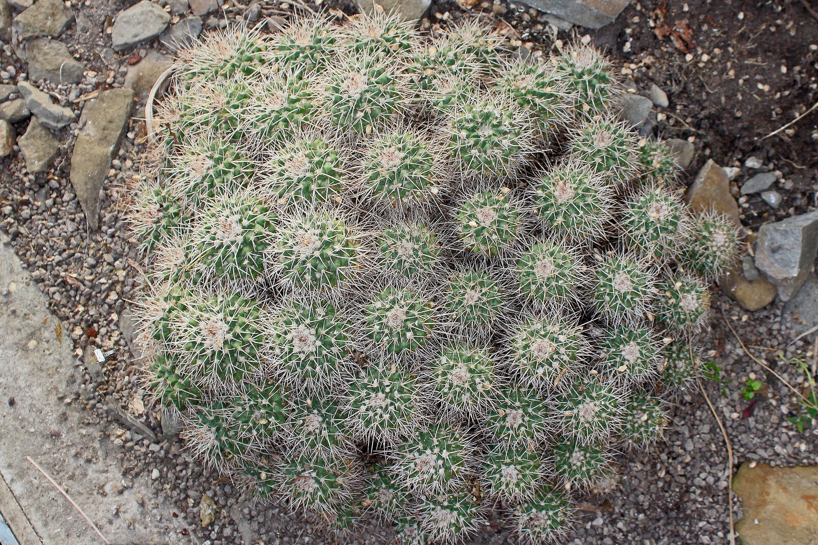 Mammillaria compressa kaynak görseli