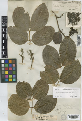 Kew Gardens K000789042:  s.coll. [5823]