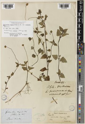 Kew Gardens K001065966:  s.coll. [115] Indonesia