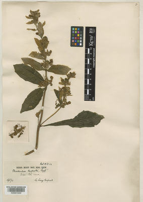 Kew Gardens K000910222:  Vanpruk, L. [s.n.] Thailand