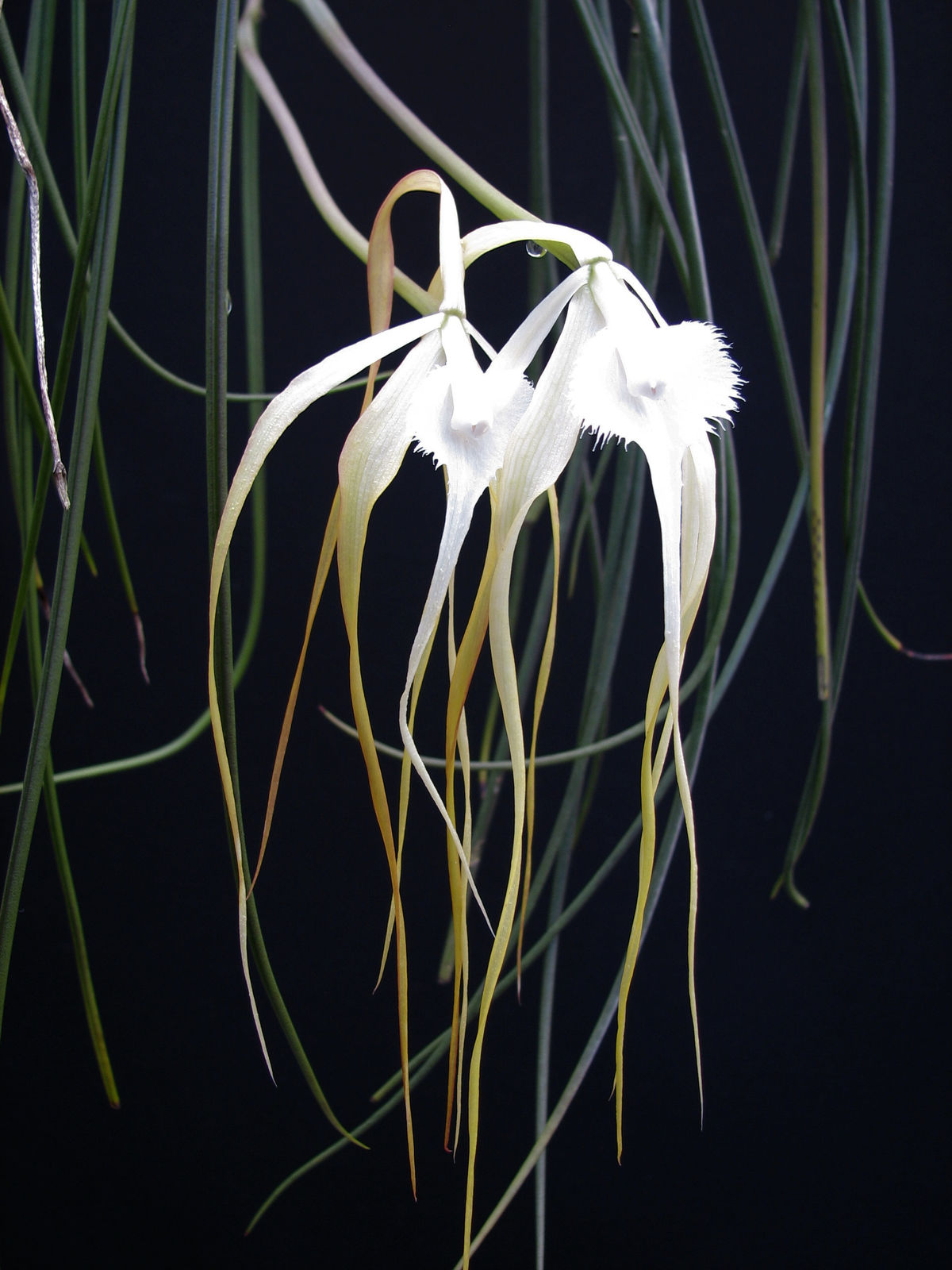 Brassavola Appendiculata A.Rich. & Galeotti | Plants Of The World ...