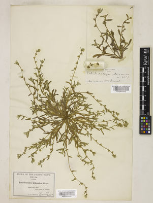 Kew Gardens K000895940:  Gray, A. [s.n.] United States