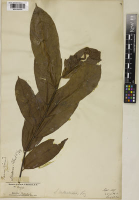 Kew Gardens K001050050:  s.coll. [s.n.] Malaysia