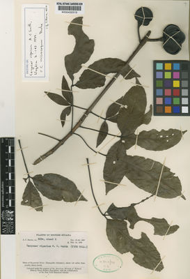 Kew Gardens K000432519:  Smith, A.C. [3034] Guyana