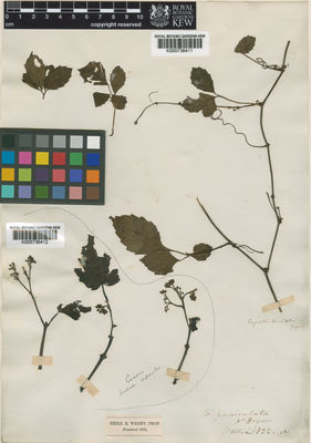 Kew Gardens K000736412:  Wight [s.n.] India