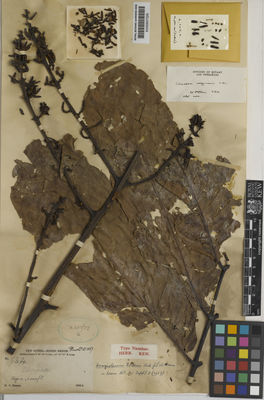 Kew Gardens K000657226:  Forbes, H.O. [834] Papua New Guinea