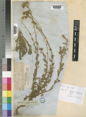 Kew Gardens K000378382:  Drege [s.n.] South Africa