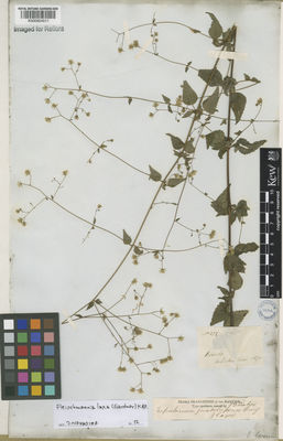 Kew Gardens K000924511:  s.coll. [372] Brazil