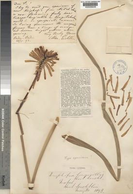 Kew Gardens K000256246:  Unknown from sheet. [s.n.] South Africa