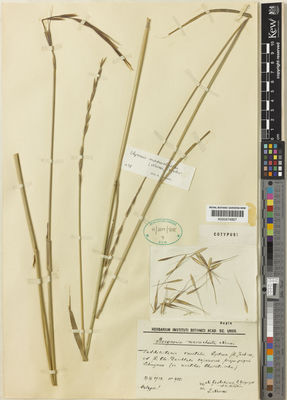 Kew Gardens K000674857:  Gontscherow, N.; Grigoriev, G.; Nikitin, V. [985] Tajikistan