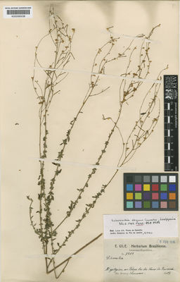 Kew Gardens K000585538:  Ule, E. [7989] Suriname