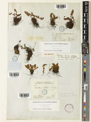 Kew Gardens K001089219:  Strachey, R.; Winterbottom, J.E. [2] India