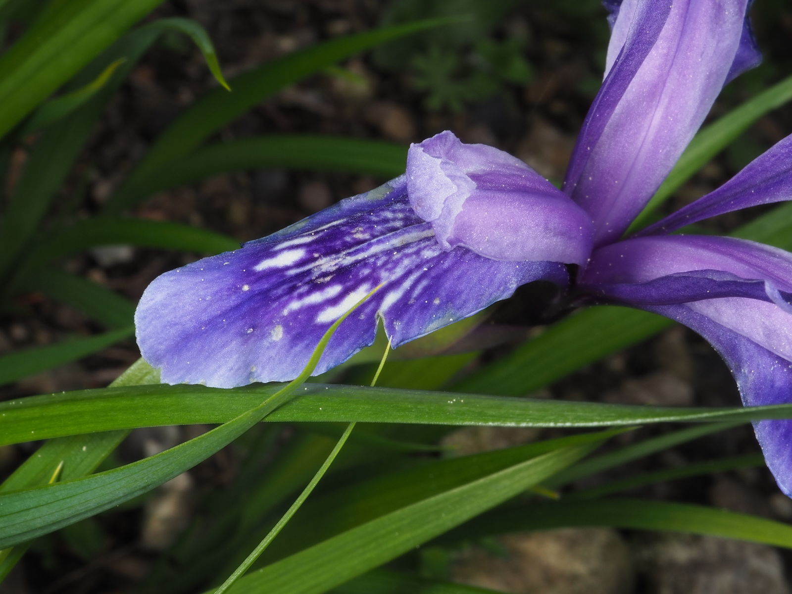 © copyright of the Board of Trustees of the Royal Botanic Gardens, Kew.