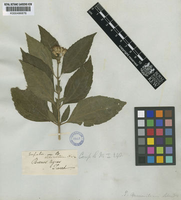 Kew Gardens K000486876:  Tweedie [s.n.] Argentina