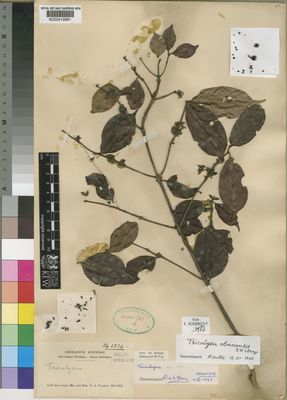 Kew Gardens K000419991:  Talbot, P.A.; Talbot [1324] Nigeria