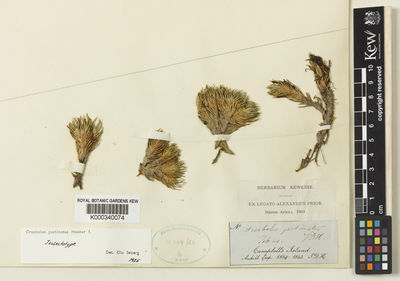 Kew Gardens K000340074:  Hooker, J.D. [s.n.] New Zealand