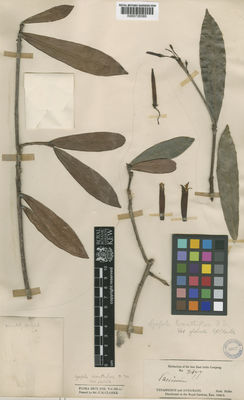 Kew Gardens K000729380:  s.coll. [3477] Burma