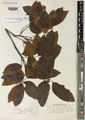 Kew Gardens K000724418:  Pullen, R. [7423] Papua New Guinea