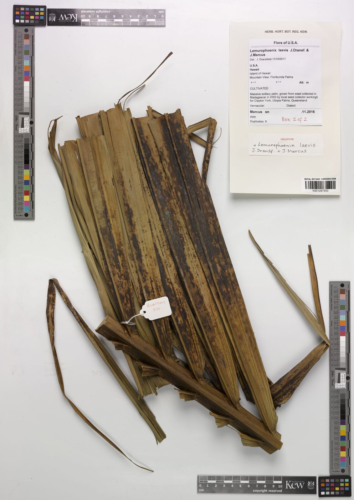 Kew Gardens K001287553:  Marcus, J. [s.n.] United States