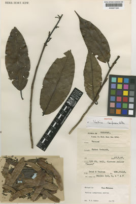 Kew Gardens K000671300:  Daud; Tachun [SFN.35618] Borneo