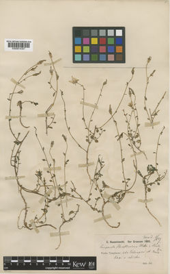 Kew Gardens K000814347:  Haussknecht, C. [s.n.] Greece