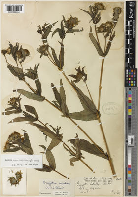 Kew Gardens K001092004:  s.coll. [s.n.]