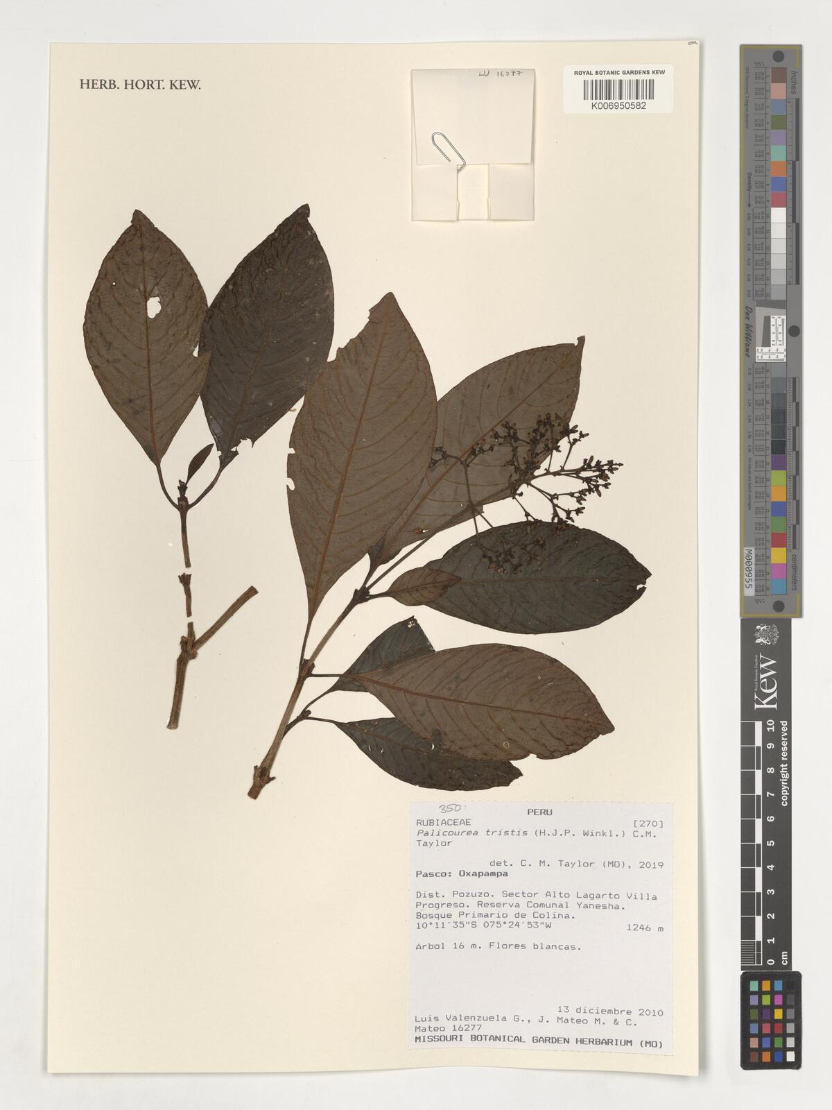 Psychotria tipuanensis
