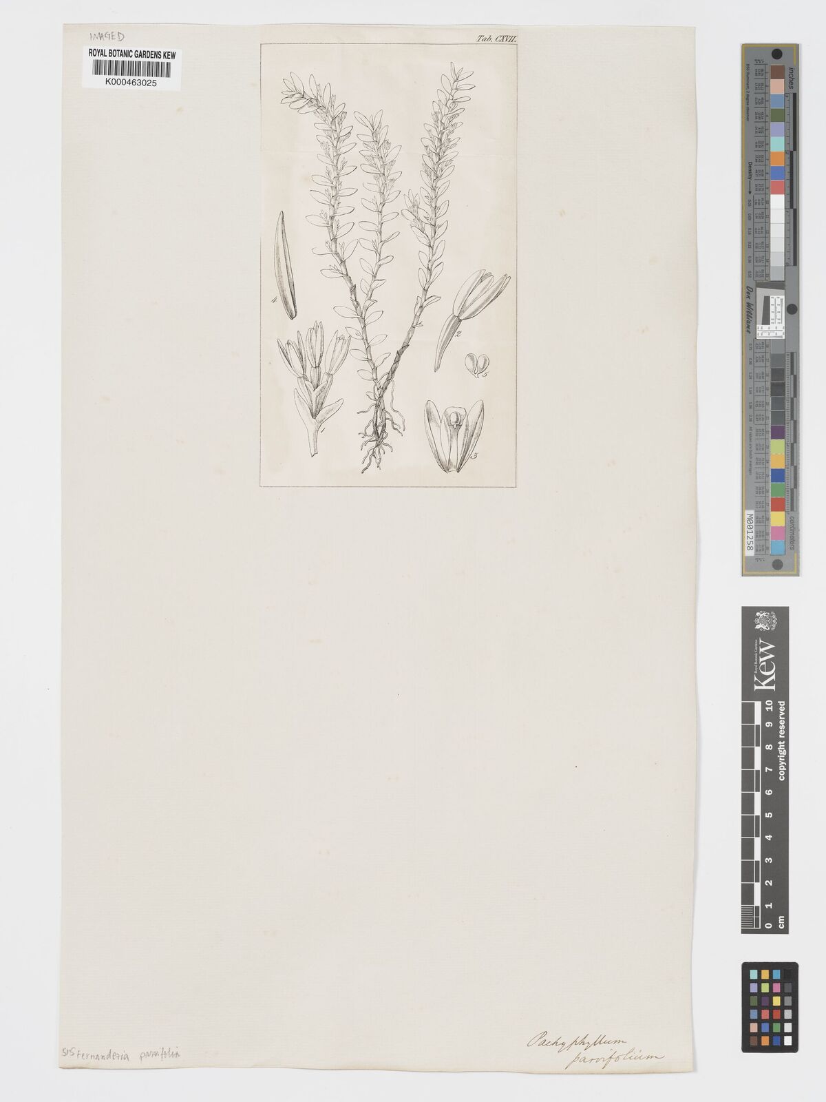 Kew Gardens K000463025:  s.coll. [s.n.]