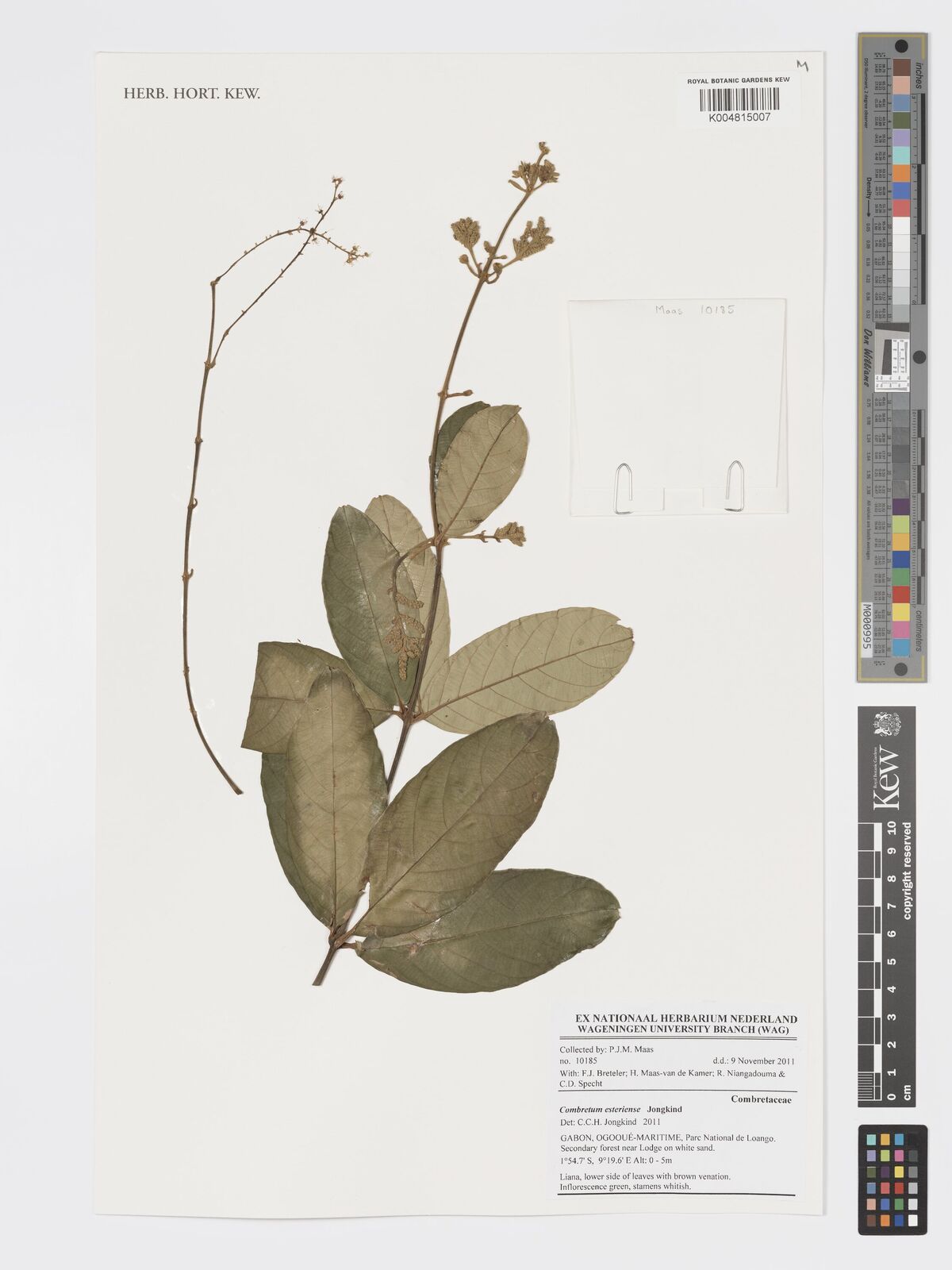 Combretum esteriense