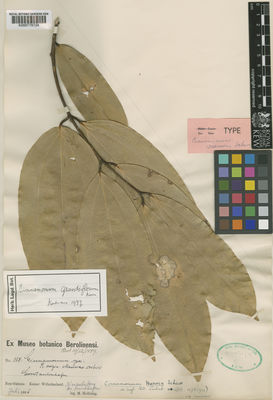 Kew Gardens K000778724:  Hollrung, M. [158] Papua New Guinea