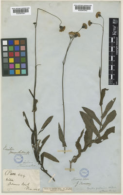 Kew Gardens K000843842:  Thomson, G. [s.n.] Sri Lanka