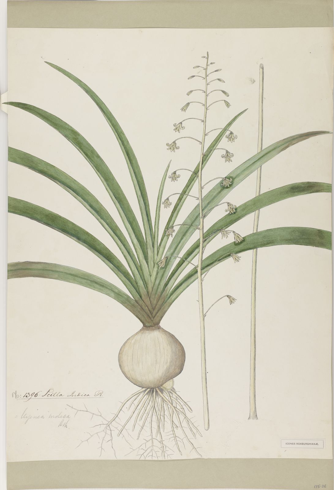 Drimia indica (Roxb.) Jessop | Plants of the World Online | Kew Science