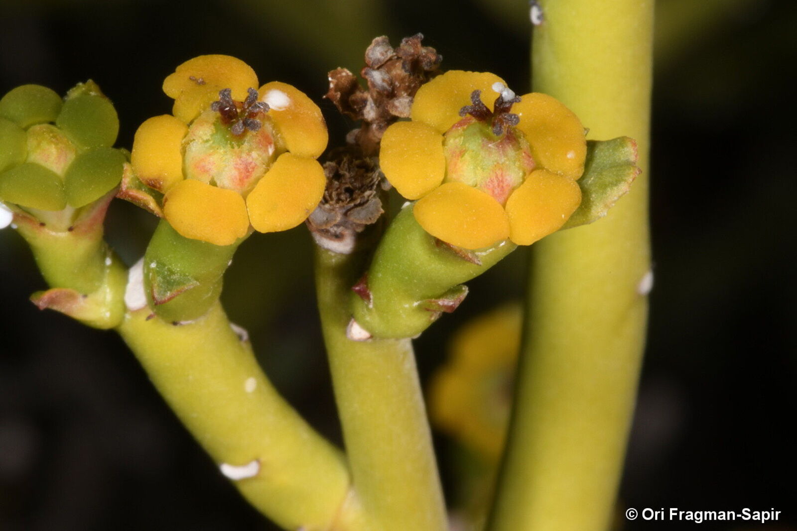 Euphorbia Larica Boiss Plants Of The World Online Kew Science