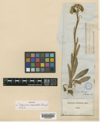 Kew Gardens K000802969:  s.coll. [s.n.] China